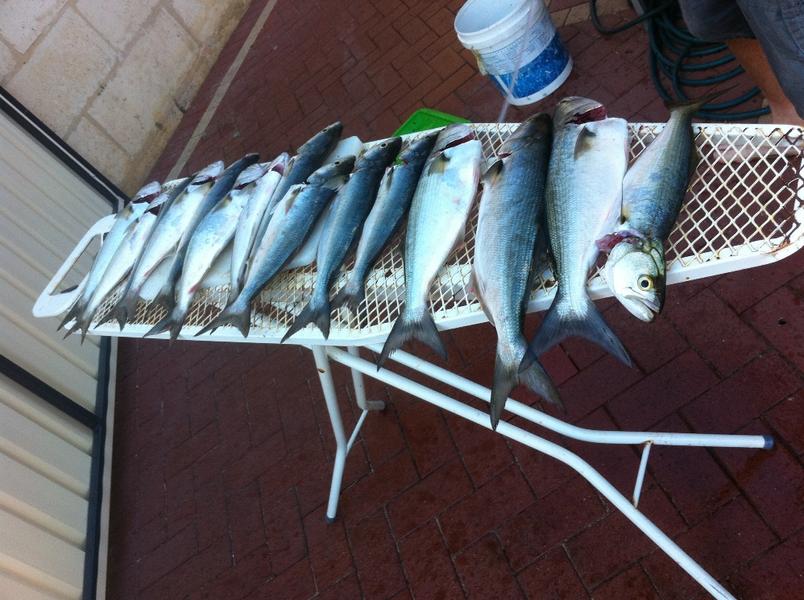 Mixed Bag Fishing Fishing WA. Fishing Photos & Videos